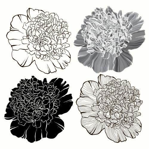 Peony. Vector peony flowers, four variants on white