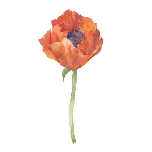 Raster image watercolor poppy on white