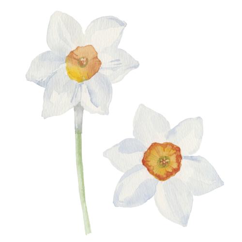 Daffodil. Vector white daffodils on white