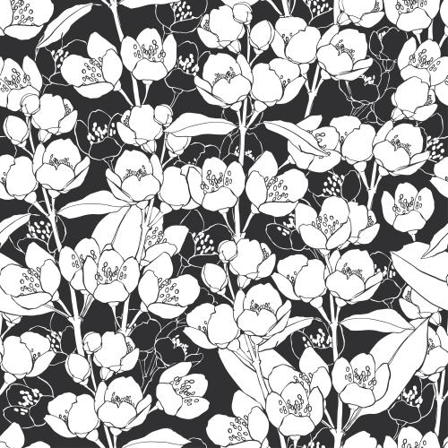 Jasmine. Vector blooming jasmine branches, white contours and silhouettes on black