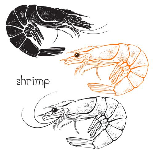 Shrimp. Vector shrimp three options on white