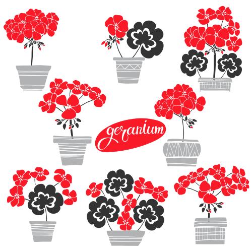 Geranium. Vector flowers of geraniums in pots various options on white