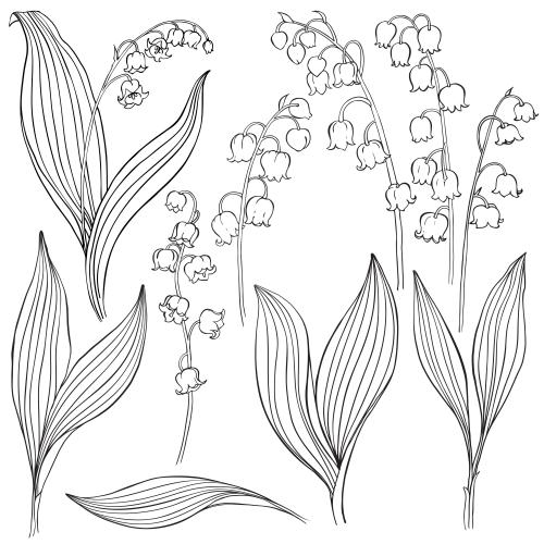 Lily-of-the-valley. Vector lily of the valley, contour variants on white
