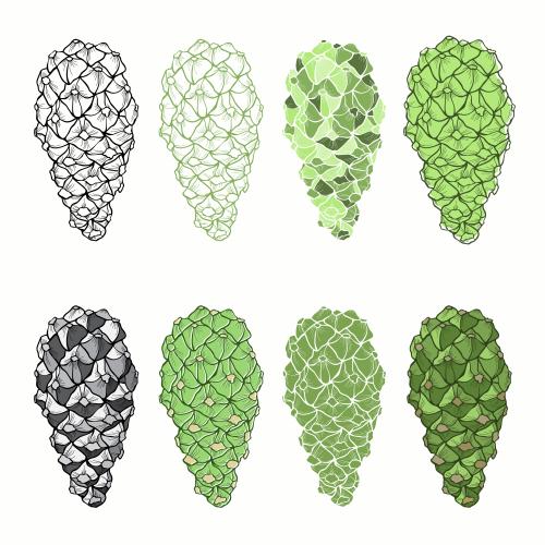 Cone. Vector pine cones eight different options on white