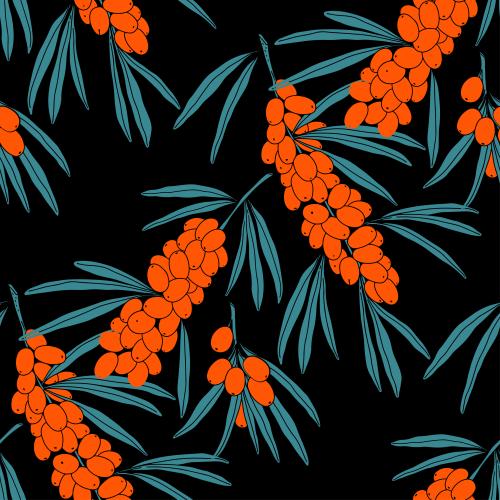 Sea buckthorn. Vector sea buckthorn, branches with berries on black