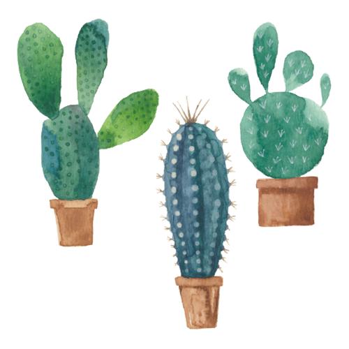 Cactus. Vector cacti on a white background, three isolated botanical elements on a white