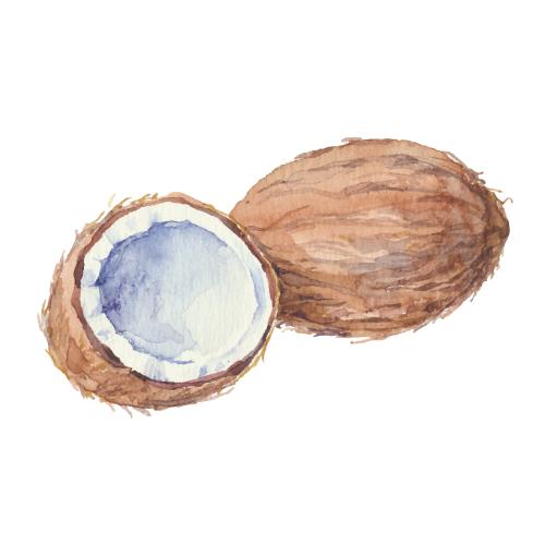 Coconut. Vector watercolor coconuts, whole and half on white