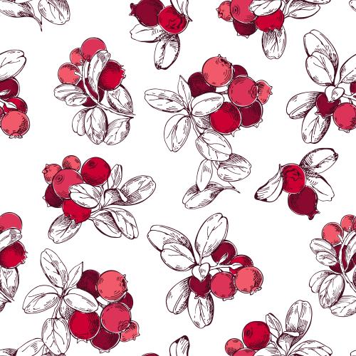 Vector image blueberry branches with red berries on white