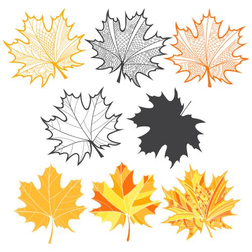 Maple leaf. Vector maple leaves, various options on white