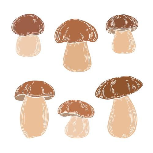 Vector image white mushrooms colorful silhouettes on white