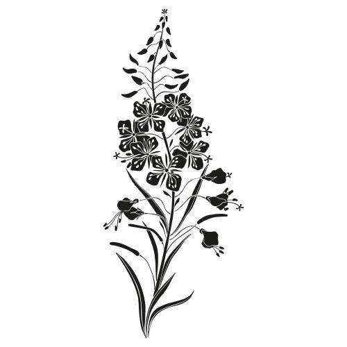 Fireweed. Vector mallow, milk thistle, black silhouette on white