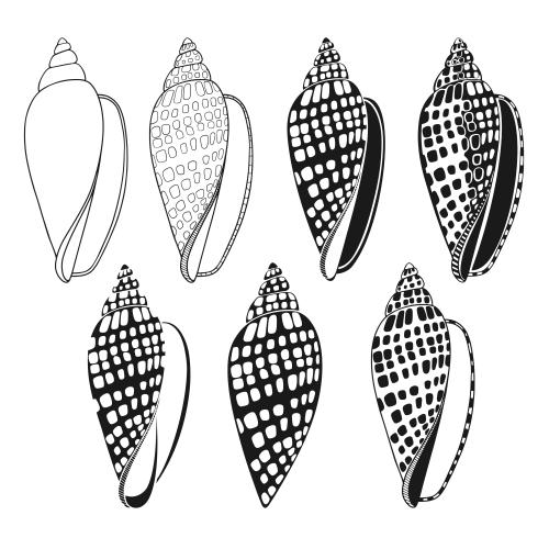 Illustration shells on white, seven options
