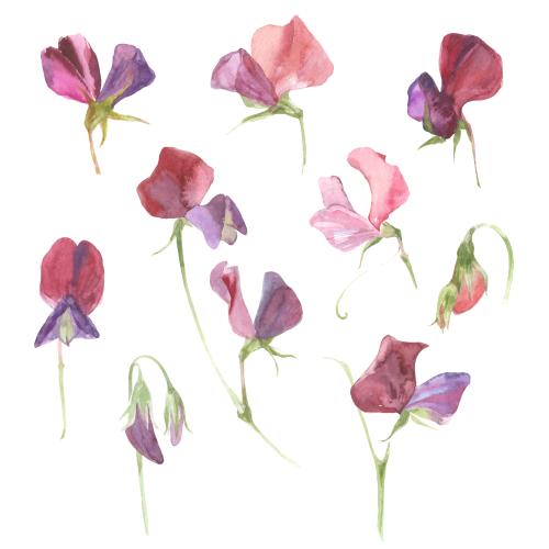 Sweet pea. Vector watercolor scented peas ten flowers on white