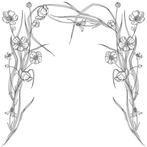 Buttercup. Vector lilies and grasses, vegetative arch on white