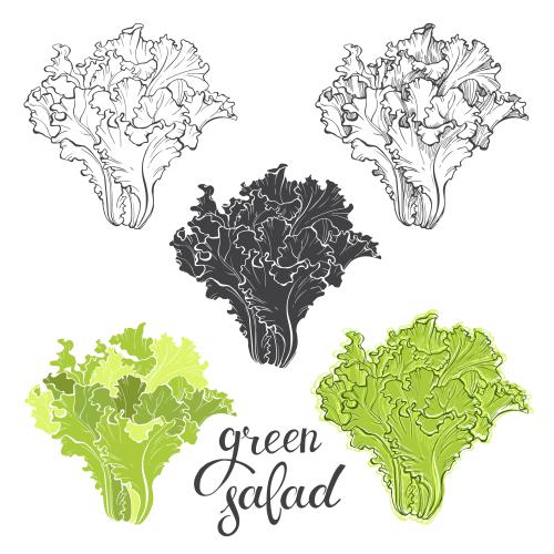 Salad. Vector salad, five different options on white