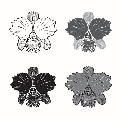 Orchid. Vector orchid flower, four different options on white