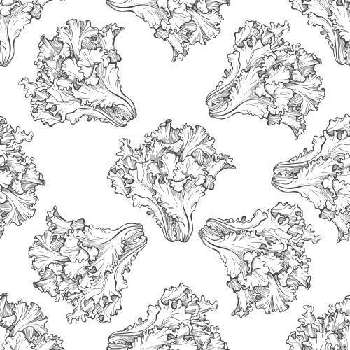 Salad. Vector salad, black contours on white