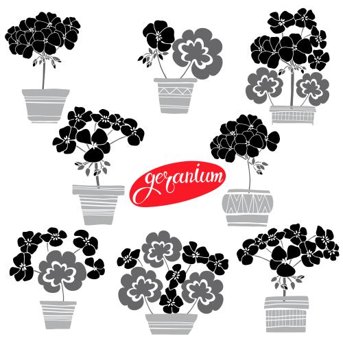 Geranium. Vector flowers geraniums in pots monochrome variant on white