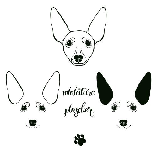 Pinscher. Vector stylized pincher faces on white