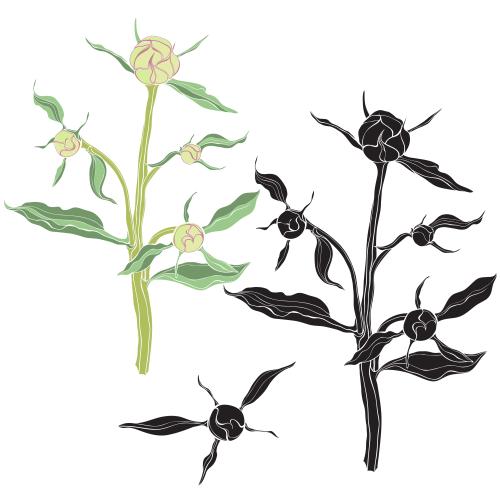 Bud. Vector peony branch with buds, various options on white