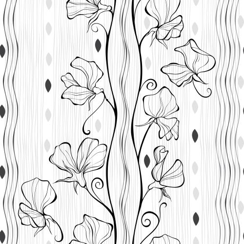 Sweet pea. Vector fragrant peas black flower outlines wavy lines decorative leaves on striped white
