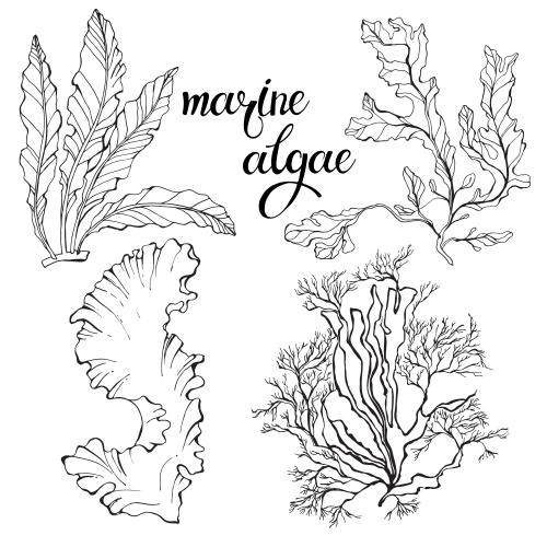 Vector image seaweed four different options on white