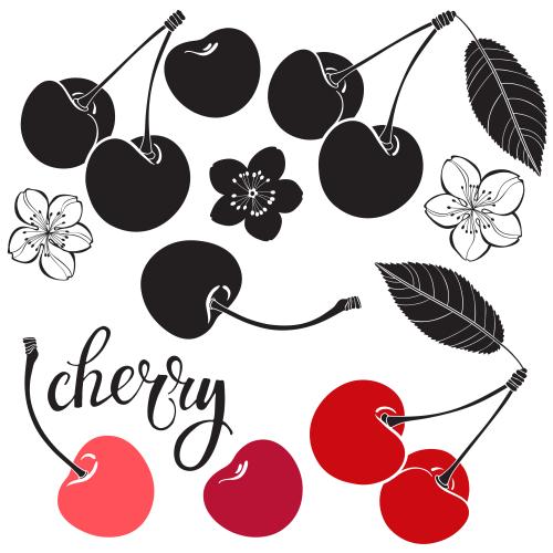 Cherry. Vector cherry berries flowers and leaves on white