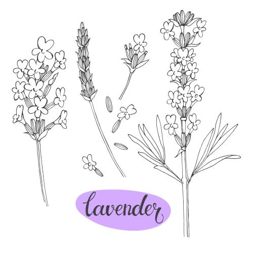 Lavender. Vector lavender contours on white