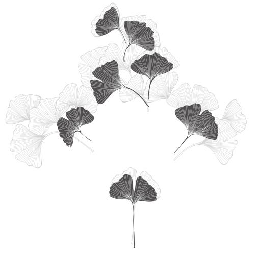 Ginkgo biloba. Vector composition of ginkgo biloba leaves on white