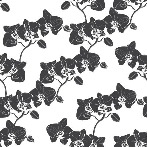 Orchid. Vector orchids black silhouettes on white