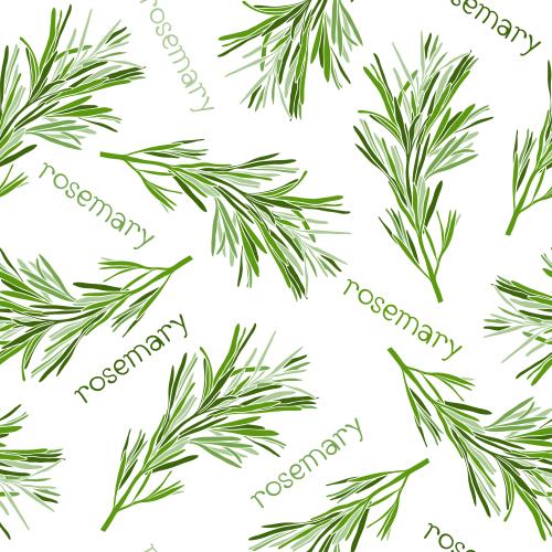 Spice. Vector green rosemary branches and rosemary inscriptions on white