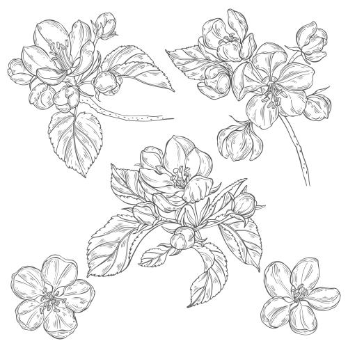 Apple tree. Vector apple tree flowers, contours on white