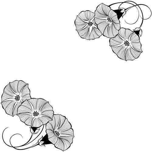 Bindweed. Vector morning glory flowers white background text area corner composition