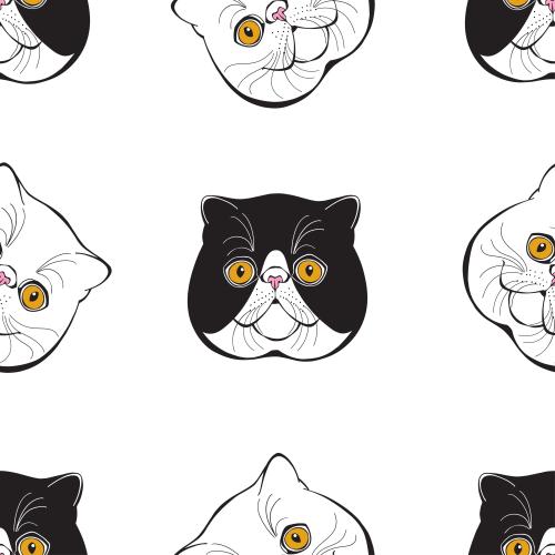 Exotic cat. Vector exotic cats, cute faces on white