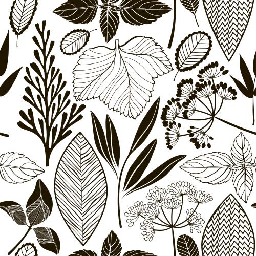 Basil. Vector black contours and silhouettes of various leaves, umbrella-shaped flowers on white