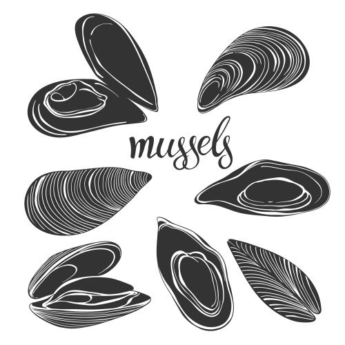 Mussel. Vector midis, silhouettes on white