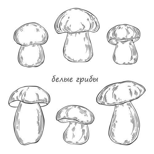 Female. Vector white mushrooms, six options on white