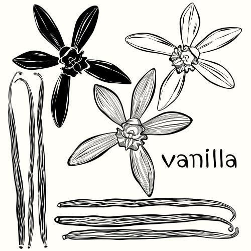 Vanilla flower. Vector vanilla sticks and flowers on white