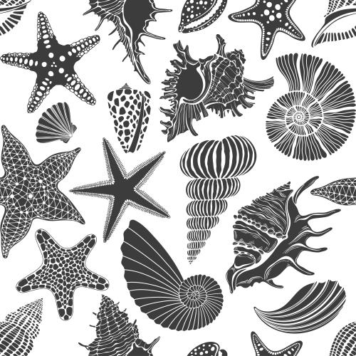 Shell. Vector sea stars and shells, black silhouettes on white