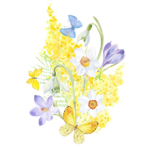 Raster image watercolor spring composition: mimosa, crocuses, daffodils, snowdrops, and butterflies on white