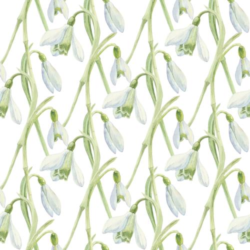 Snowdrop. Vector watercolor snowdrops on white