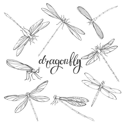 Dragonfly. Vector dragonflies black outlines on white various options