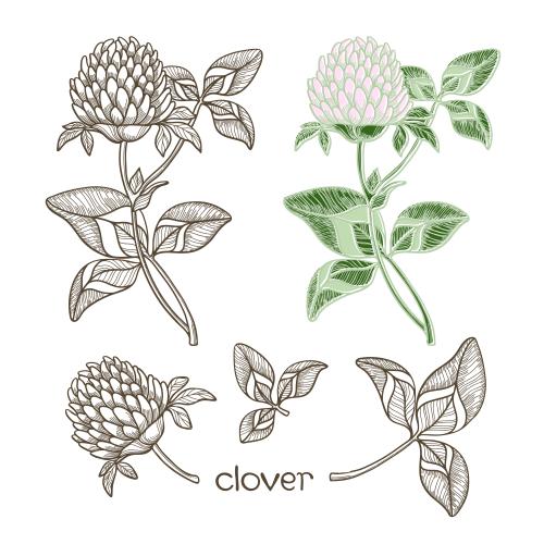 Clover. Vector flowers and leaves of clover various isolated elements on white