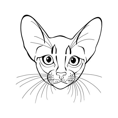 Black-white. Vector abyssinian cat cute face on white