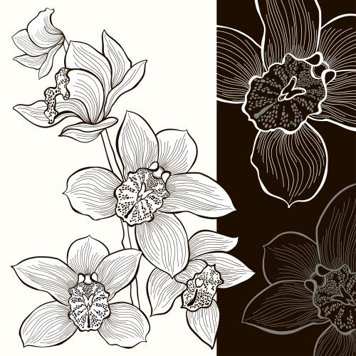 Vector image flowers orchids on white and black