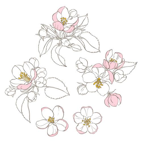 Apple tree. Vector apple tree flowers