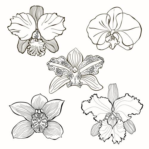 Illustration orchid flowers, five different species
