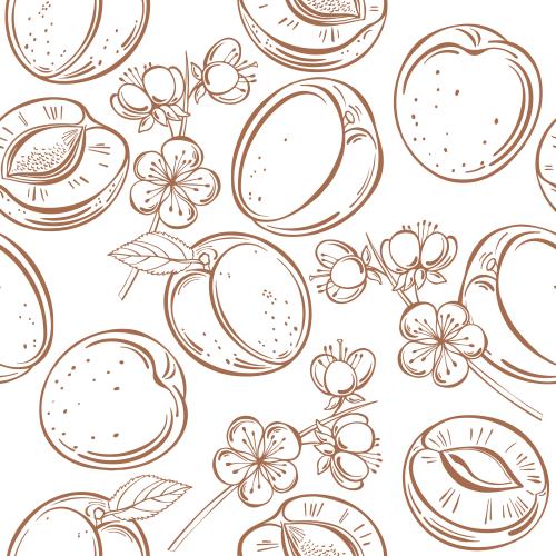Apricot. Vector apricots, fruits and flowers on white
