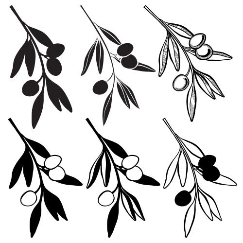 Olivaceous. Vector olive branches six different variations on white