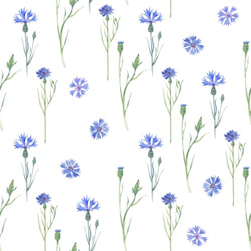 Raster image watercolor cornflowers on white